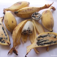 Musa balbisiana Colla